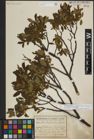 Foto von Salix lapponum L.